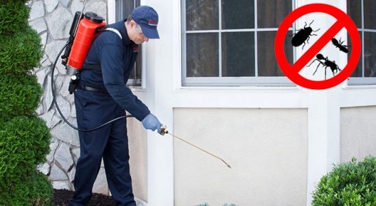 Bodrum Uçan Haşere İlaçlama böcek ilaçlama ve haşere kontrolü — ilaclama-tr.com